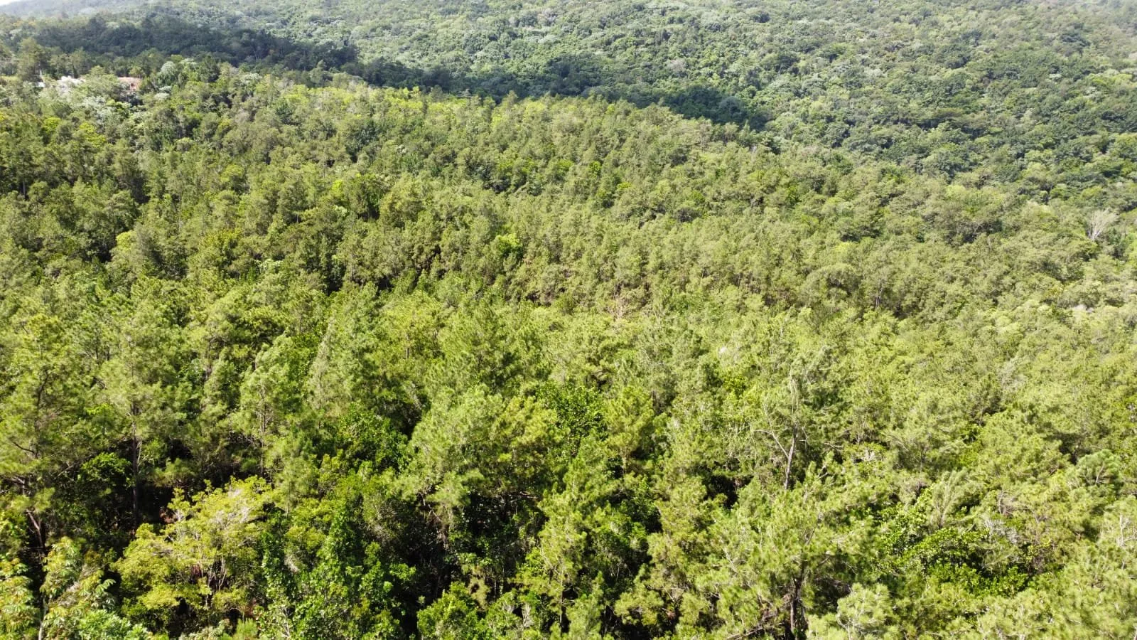 Opportunité Exceptionnelle d'Investissement dans un Terrain à Jarabacoa, photo 7