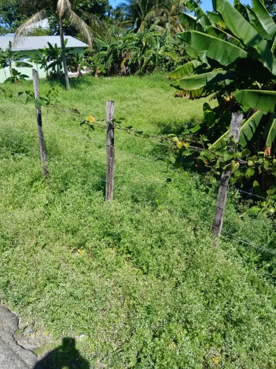 Land for sale in Cabrera, Abreu, photo 5