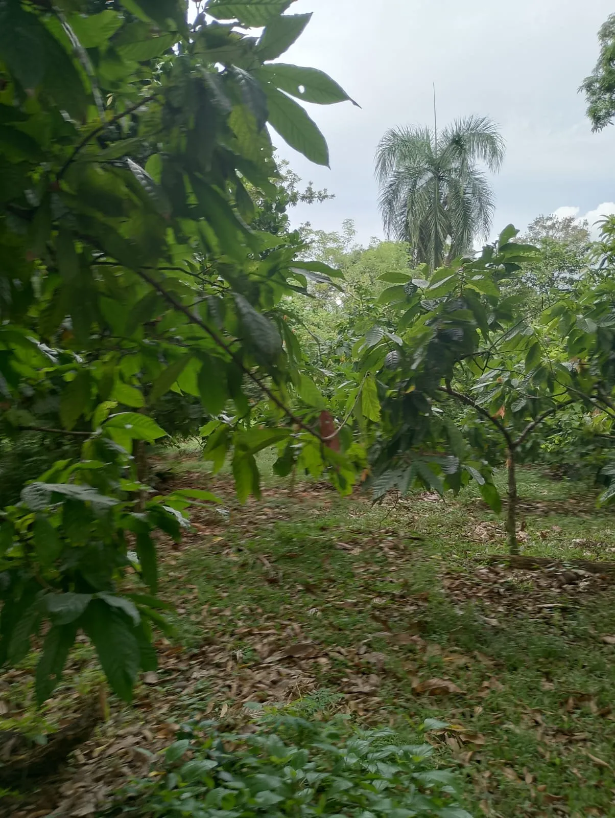 Farm for sale in Villa Altagracia, photo 6