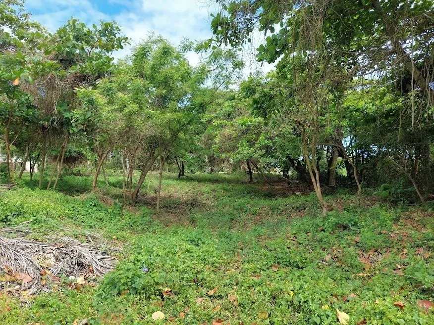 NUOVA OFFERTA – TERRENO FRONTE MARE – CABARETE, foto 5