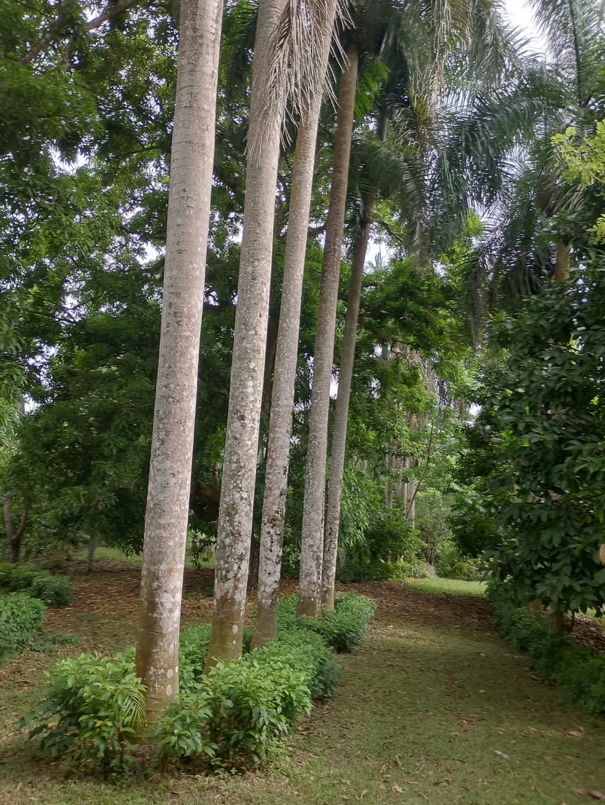 Farm for sale in Villa Altagracia, photo 2