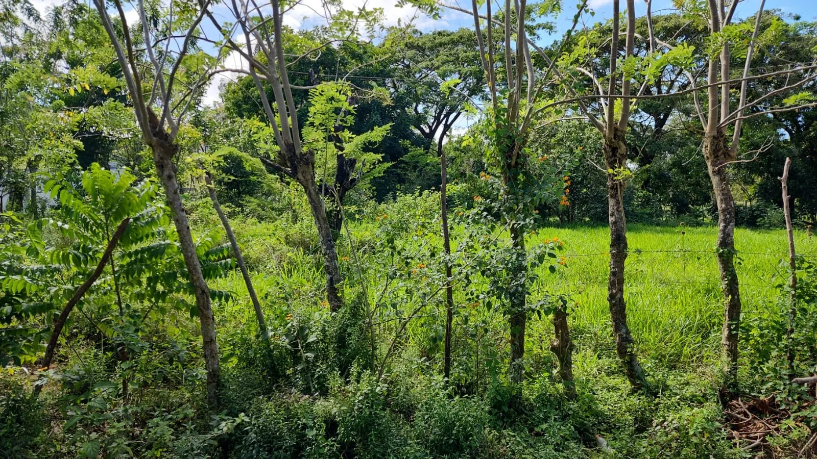 NEW LISTING – LAND AVAILABLE IN SOSÚA, photo 4