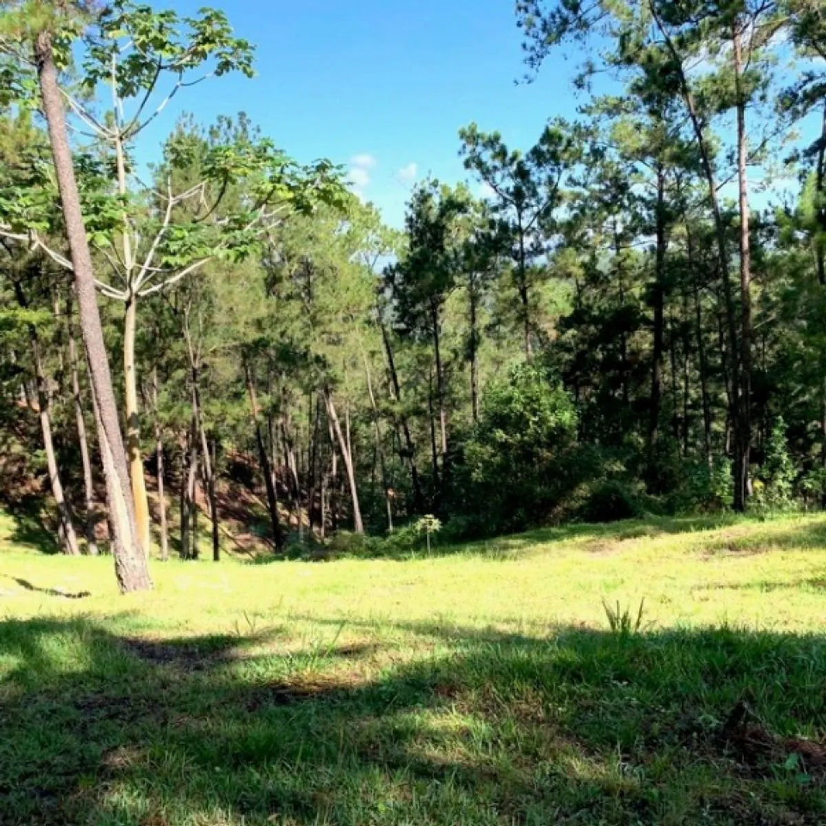 Land in Jarabacoa, Jarabacoa, photo 7