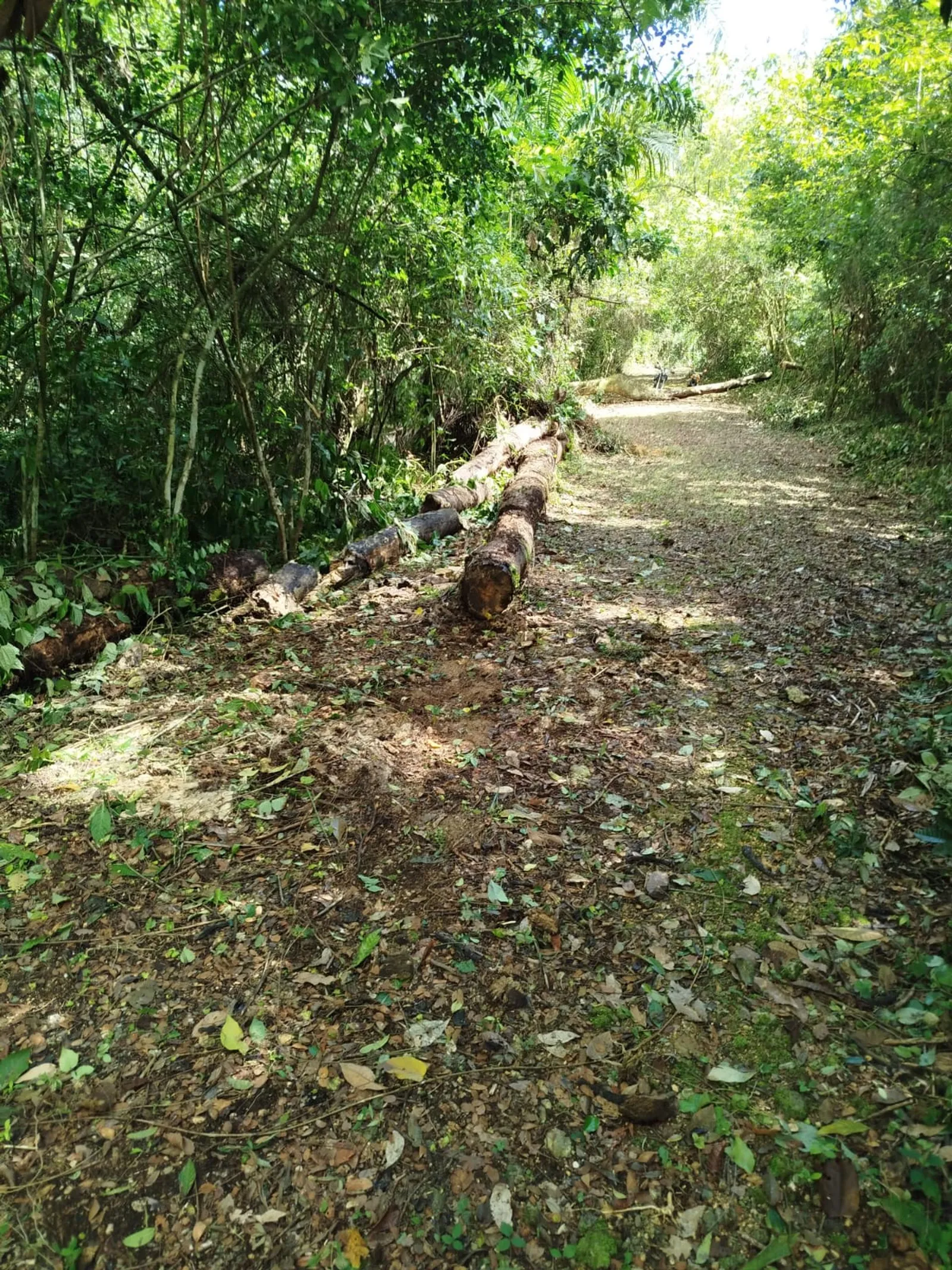 TERRENO EN VENTA EN LAS TERRENAS SAMANÁ, photo 2