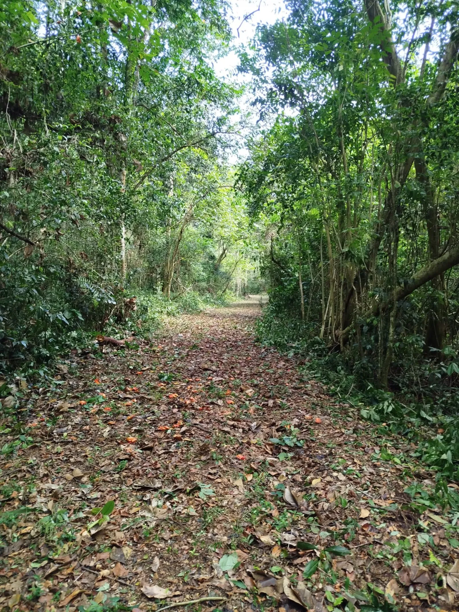 TERRENO EN VENTA EN LAS TERRENAS SAMANÁ, photo 7