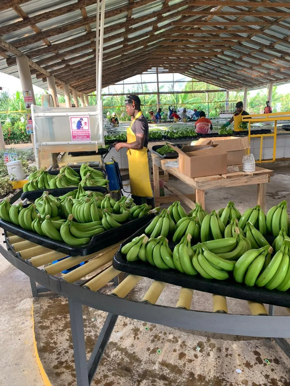BANANA PLANTATION LAND IN PRODUCTION, photo 3
