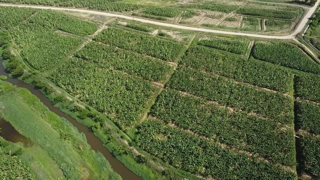 BANANA PLANTATION LAND IN PRODUCTION, photo 7