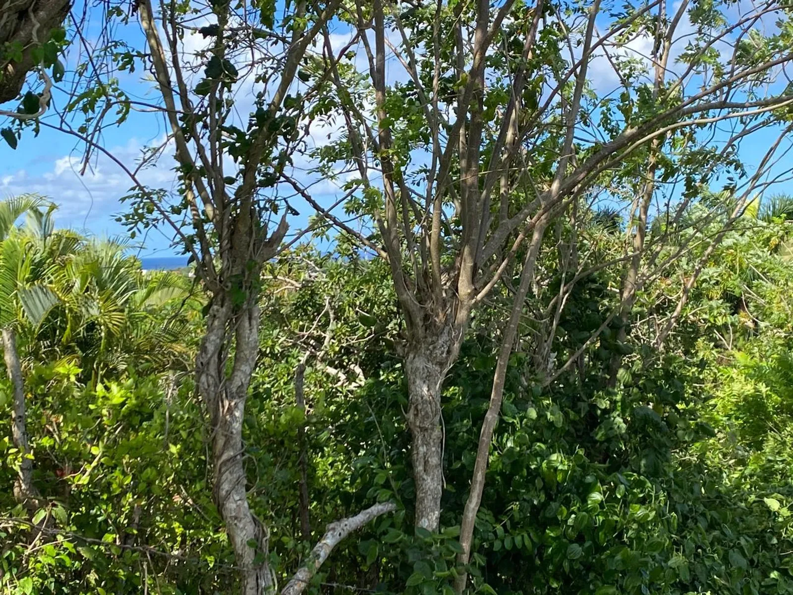 Terrain de 6 287 m² à Urb. Aurora | Rio San Juan, photo 15