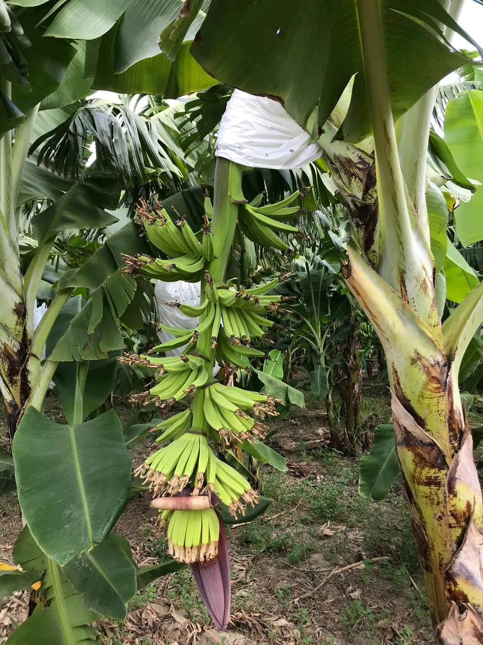 BANANA PLANTATION LAND IN PRODUCTION, photo 5
