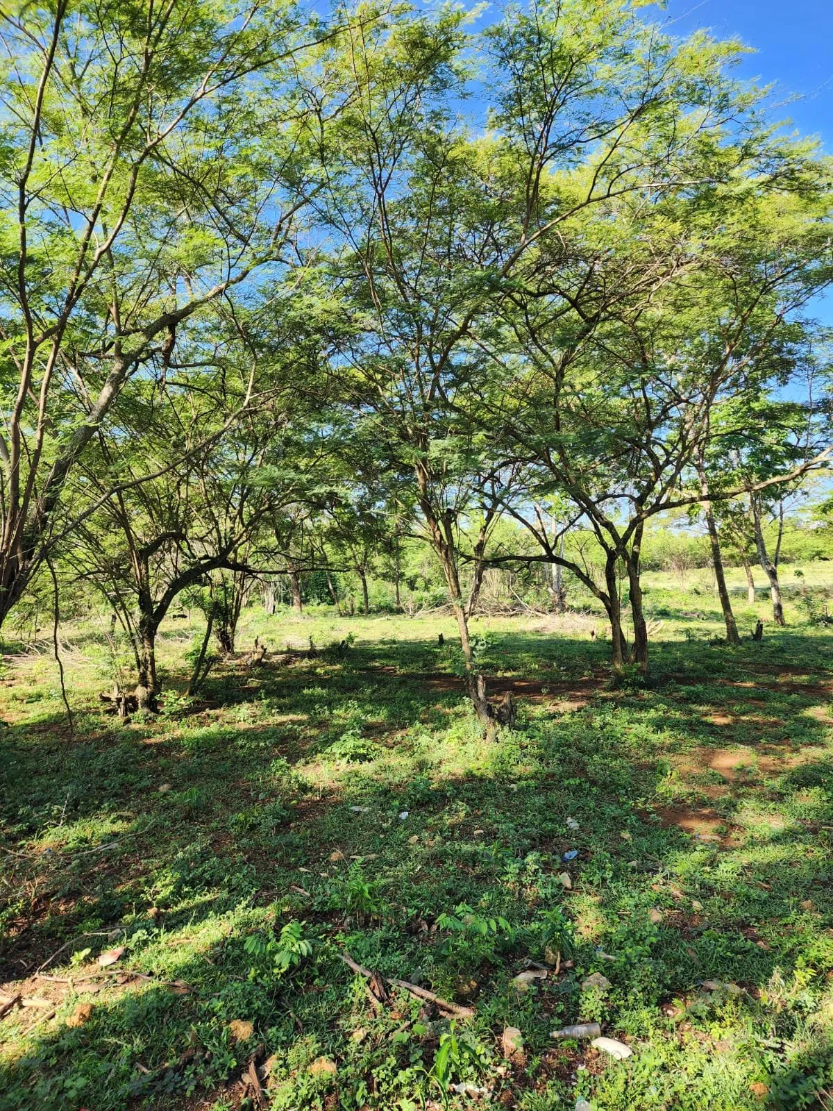 Terrain à El Choco – Sosúa, photo principale