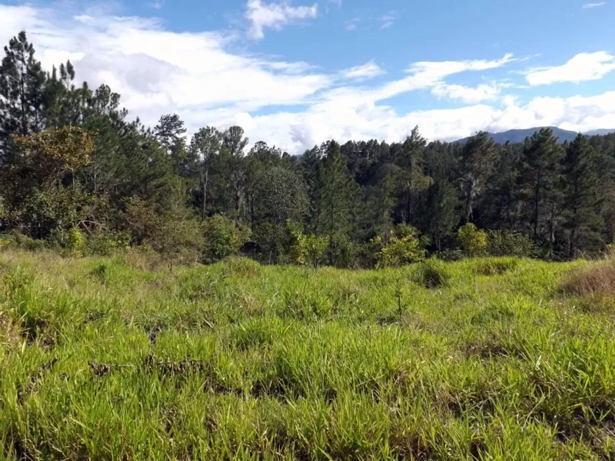 Vendo Finca en San Jose de Las Matas, foto 6