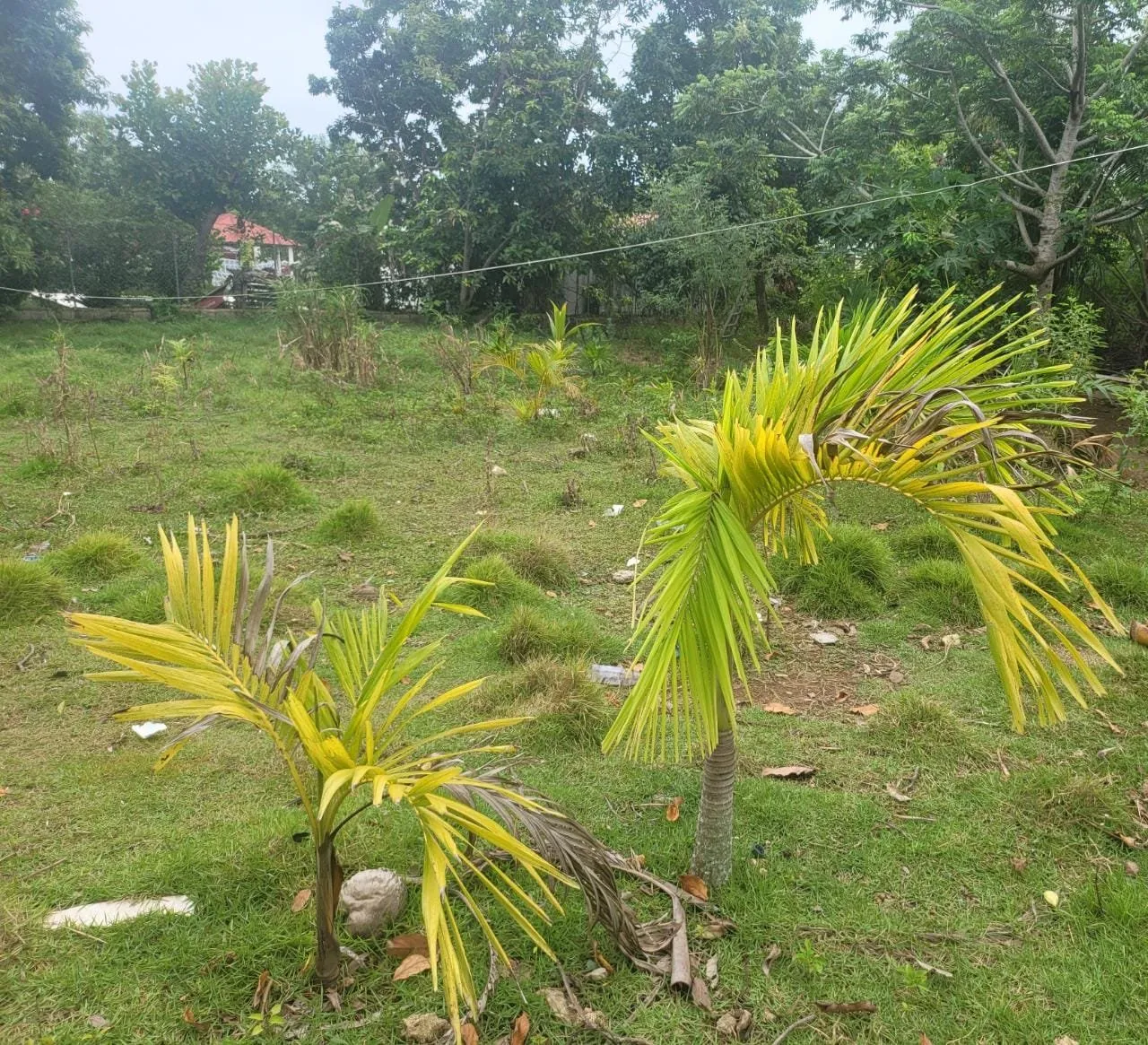 OFERTA – TERRENO EN CABARETE DISPONIBLE, foto 3