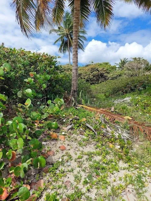 NUOVA OFFERTA – TERRENO FRONTE MARE – CABARETE, foto 10