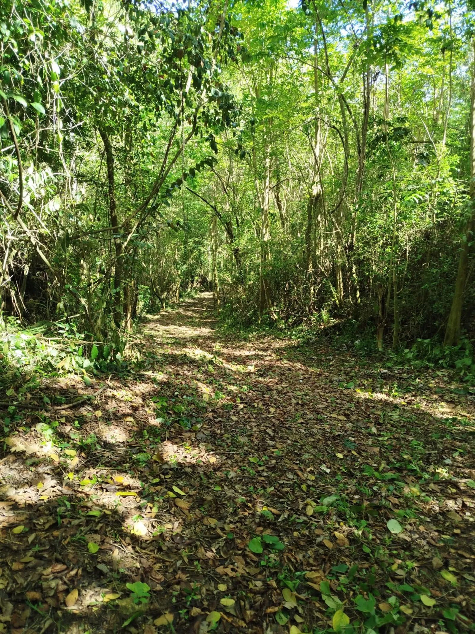 TERRENO EN VENTA EN LAS TERRENAS SAMANÁ, photo 8