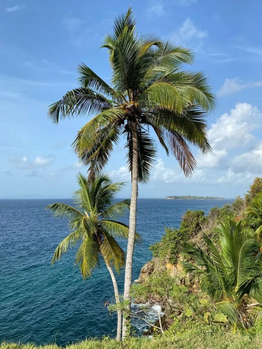 Grundstück in Samaná, Los Cacaos, Foto 3
