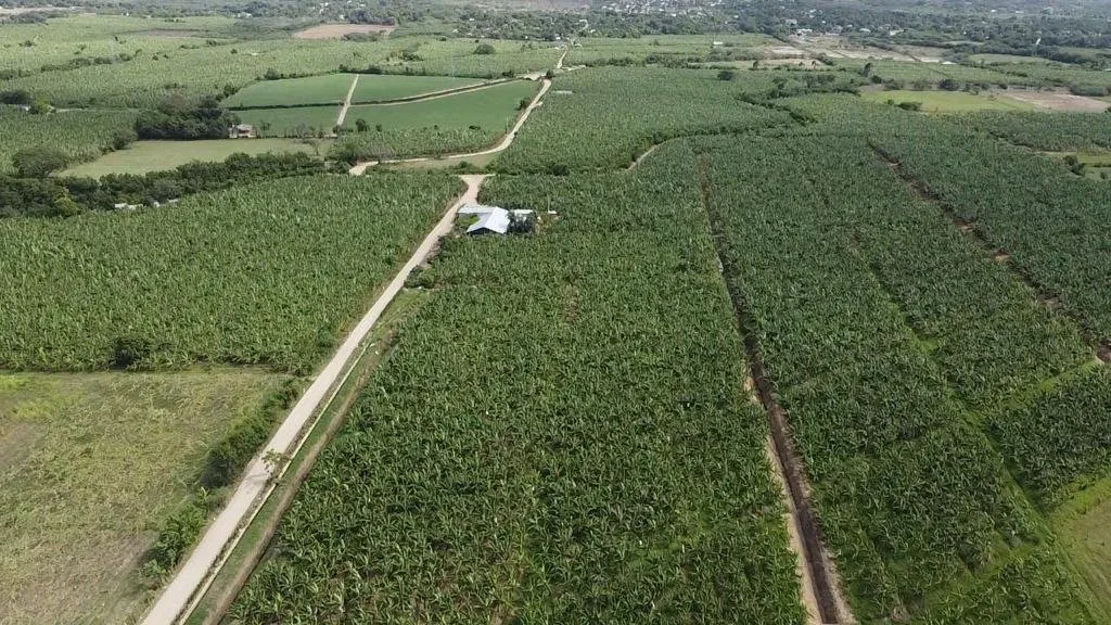 BANANA PLANTATION LAND IN PRODUCTION, photo 9