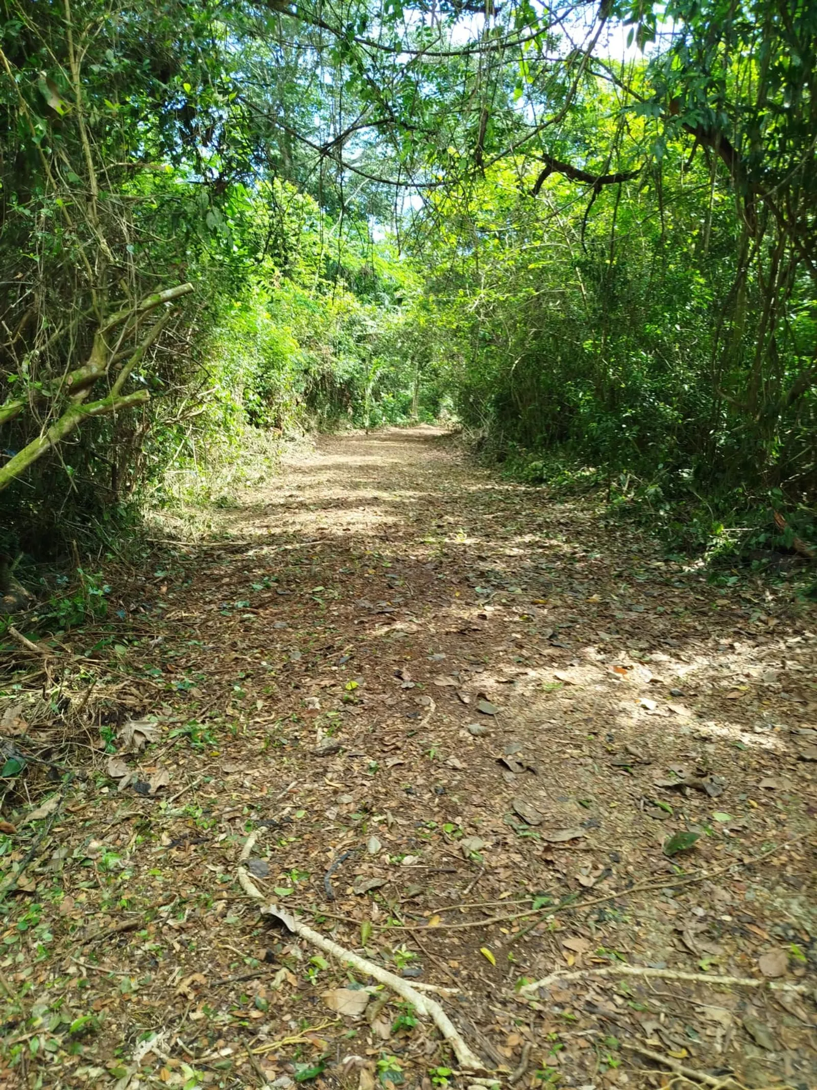 TERRENO EN VENTA EN LAS TERRENAS SAMANÁ, photo 6