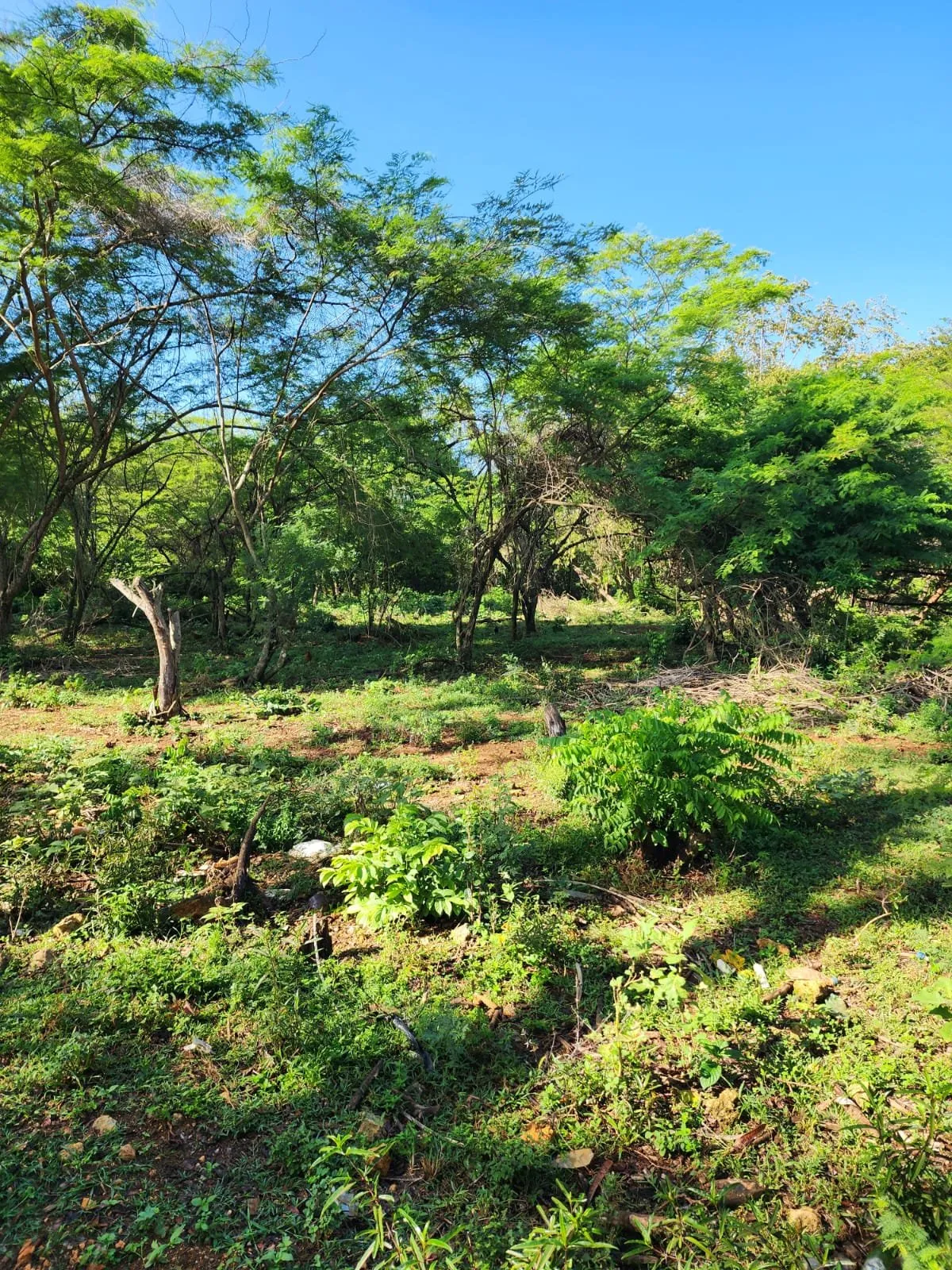 Terrain à El Choco – Sosúa, photo 5
