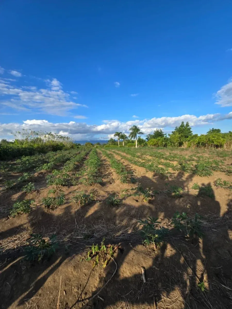 Terreno a Puñal, in vendita, foto 6