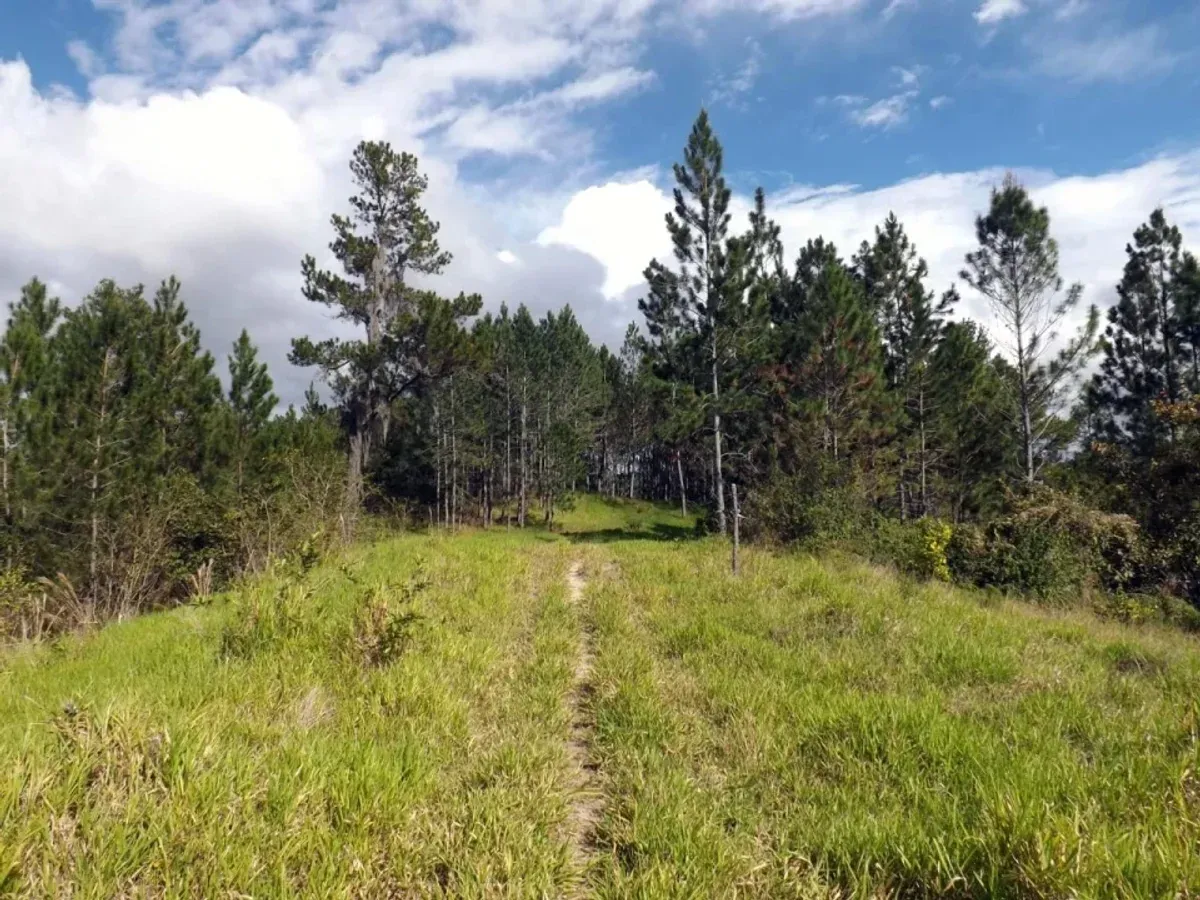 Vendo Finca en San Jose de Las Matas, foto 5