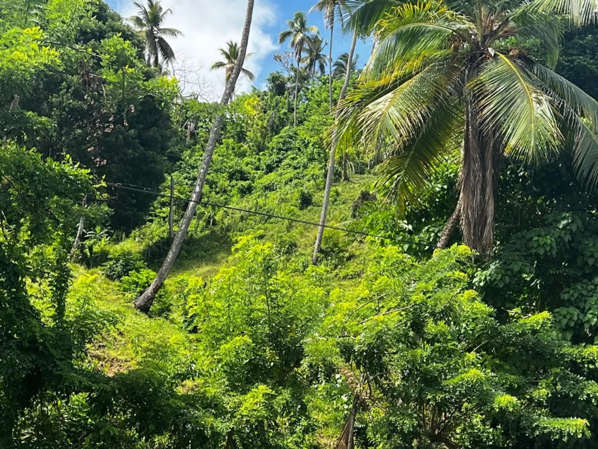 Grundstück in Samaná, Sektor Honduras, Foto 2