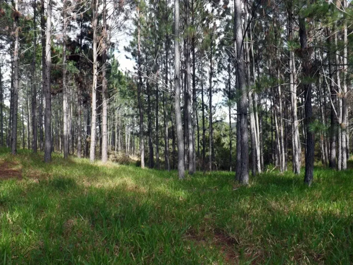 Vendo Finca en San Jose de Las Matas, foto 4
