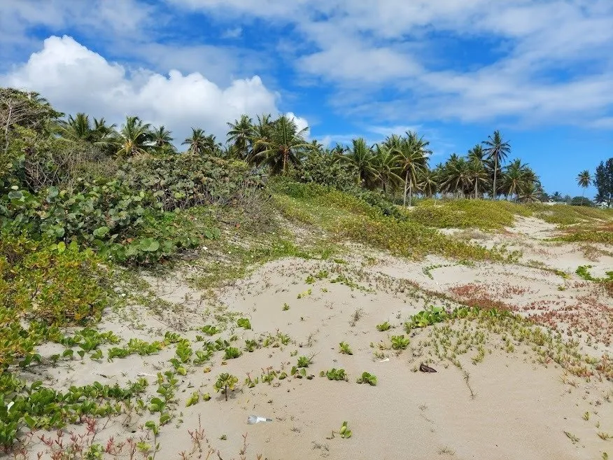 NUOVA OFFERTA – TERRENO FRONTE MARE – CABARETE, foto 12