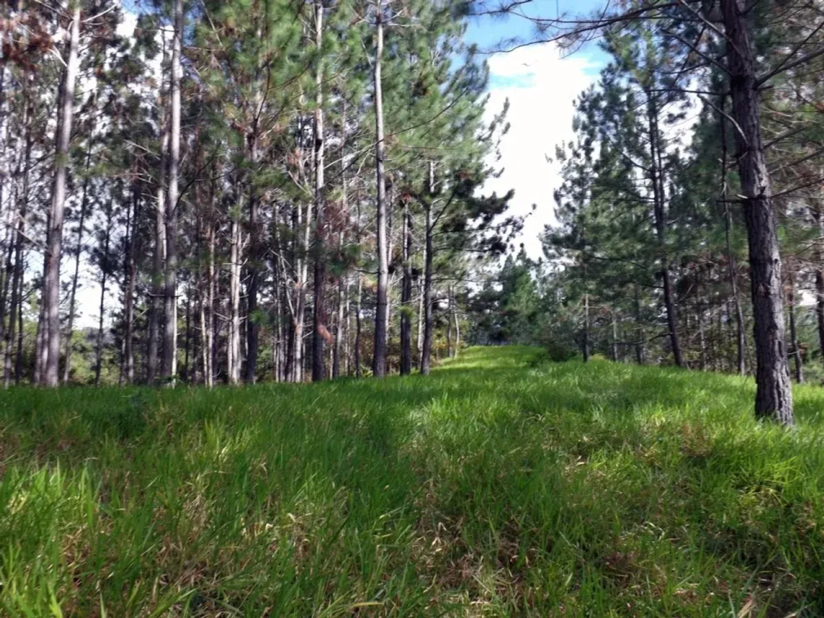 Vendo Finca en San Jose de Las Matas, foto principal