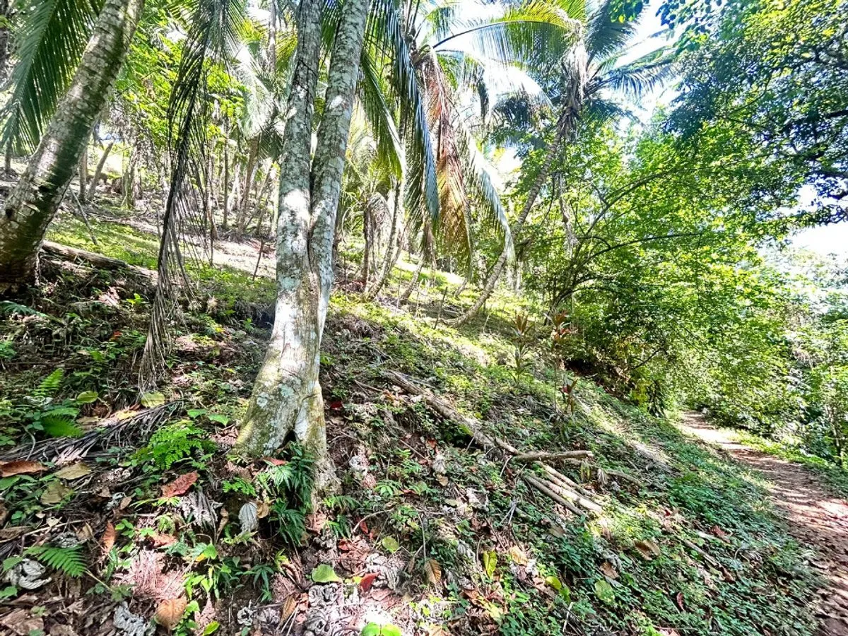 Terrain à Samaná, Santa Bárbara, photo 5