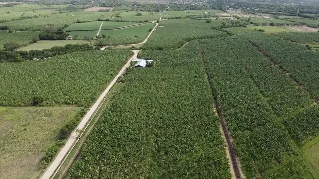 BANANA PLANTATION LAND IN PRODUCTION, photo 11