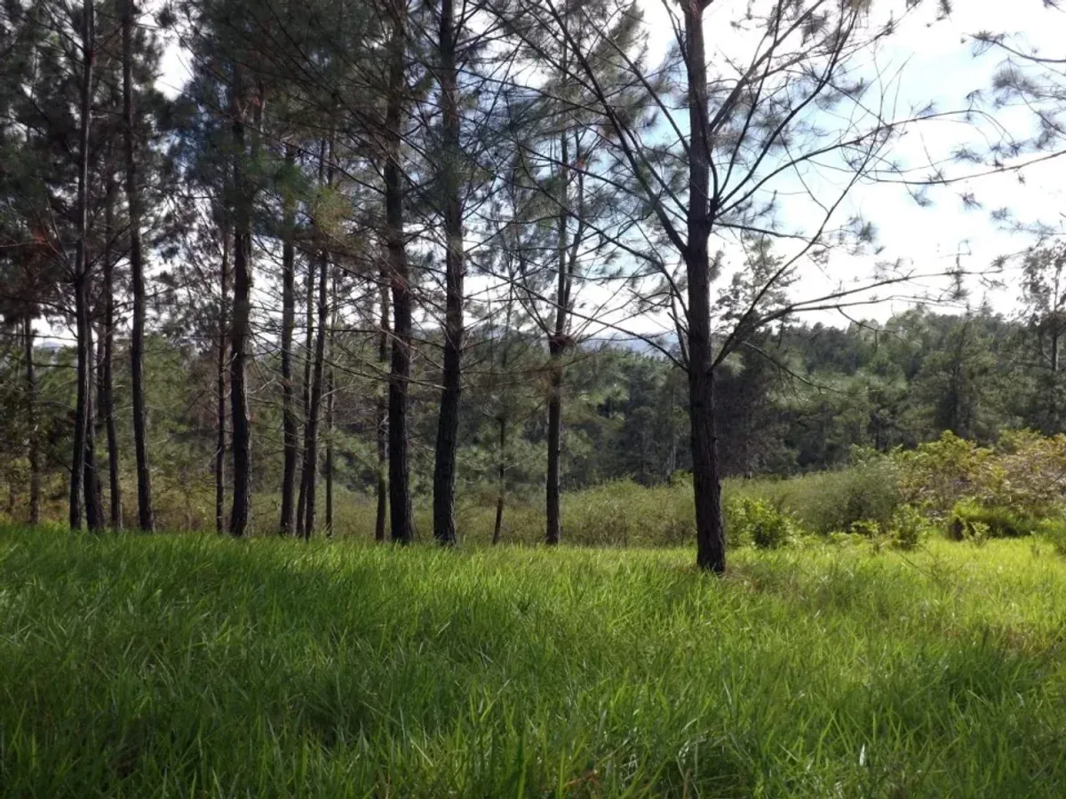 Vendo Finca en San Jose de Las Matas, foto 3
