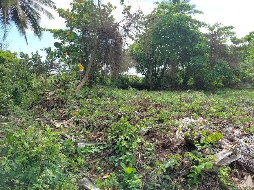 NUOVA OFFERTA – TERRENO FRONTE MARE – CABARETE, foto 3