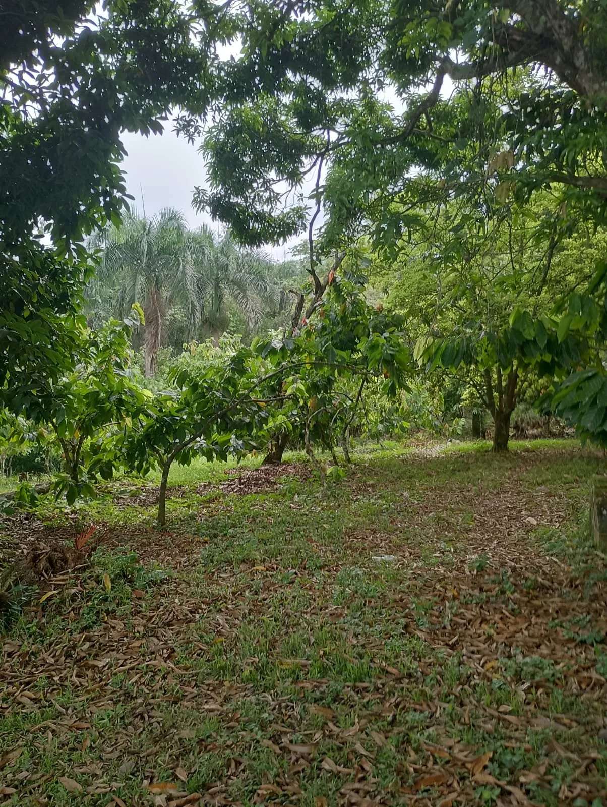 Farm for sale in Villa Altagracia, photo 5