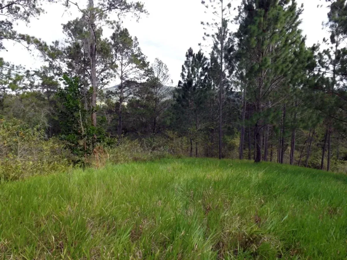 Vendo Finca en San Jose de Las Matas, foto 2