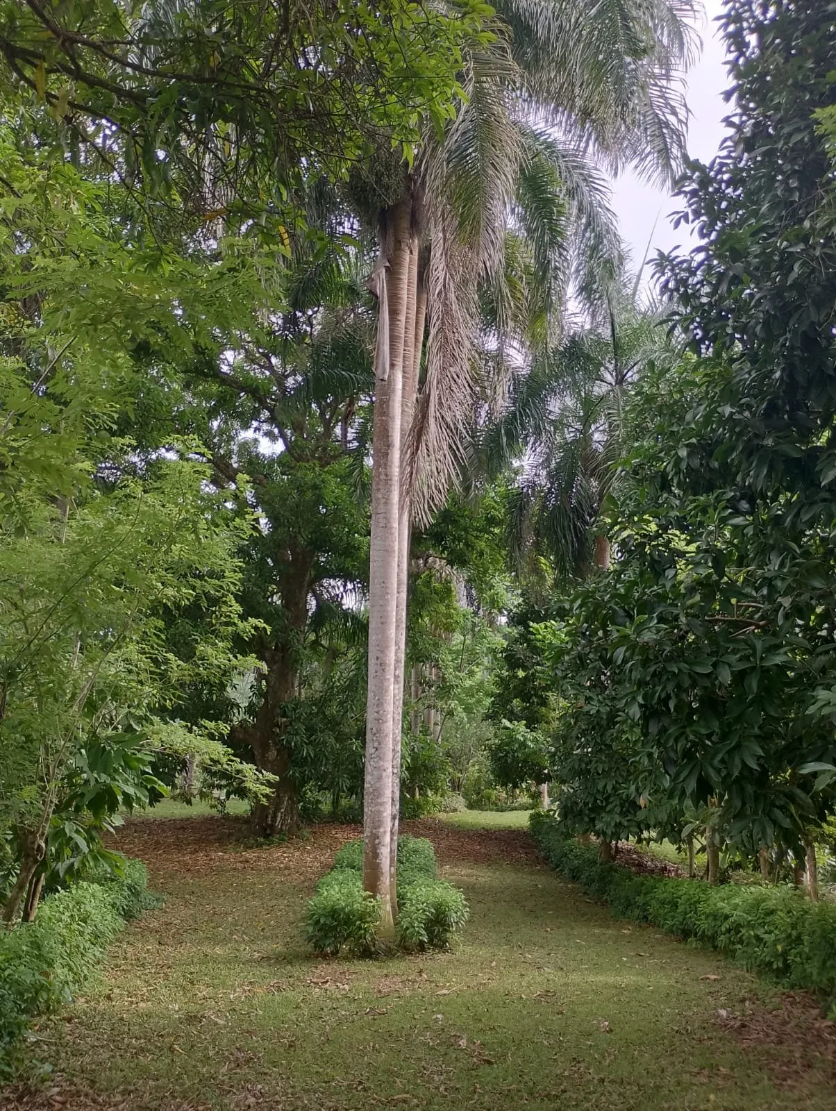 Farm for sale in Villa Altagracia, photo 3