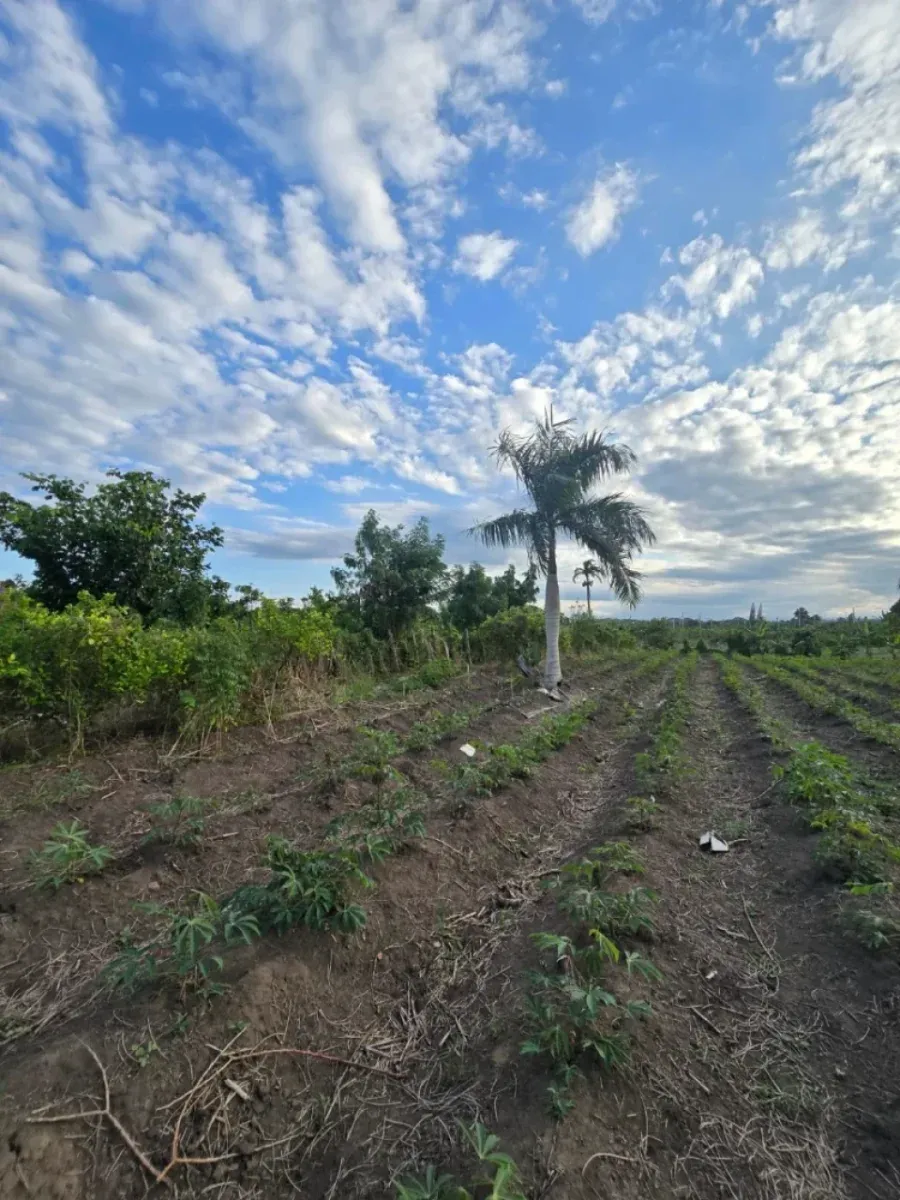 Terreno a Puñal, in vendita, foto 4