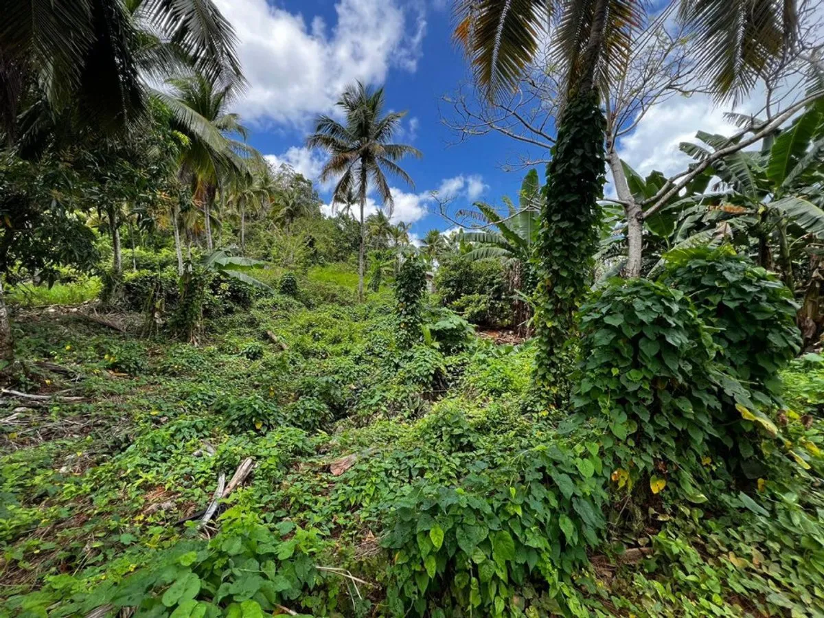Land in Rincón, Samaná, photo 3