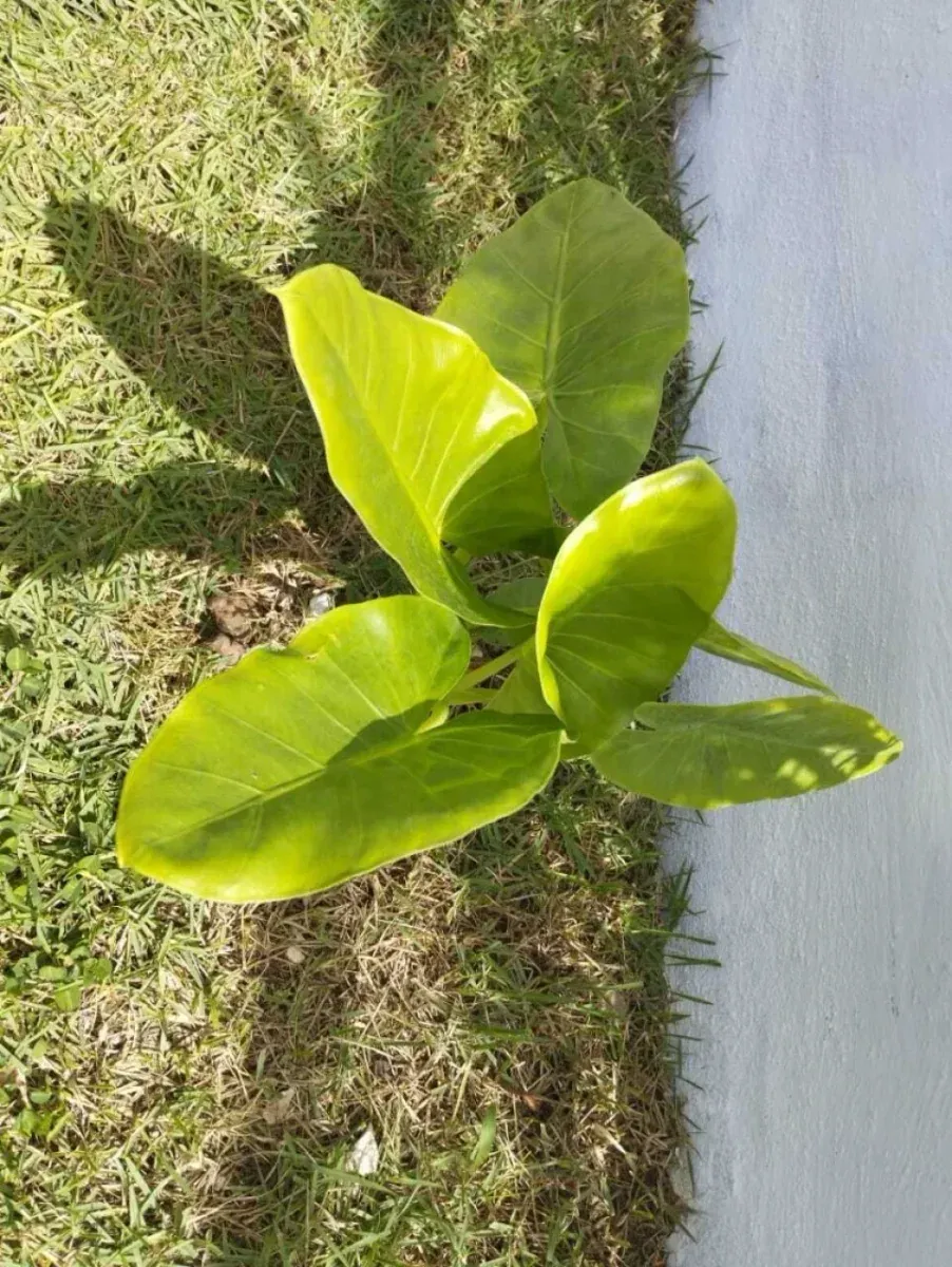 Haus in Bávaro, Punta Cana, Foto 13