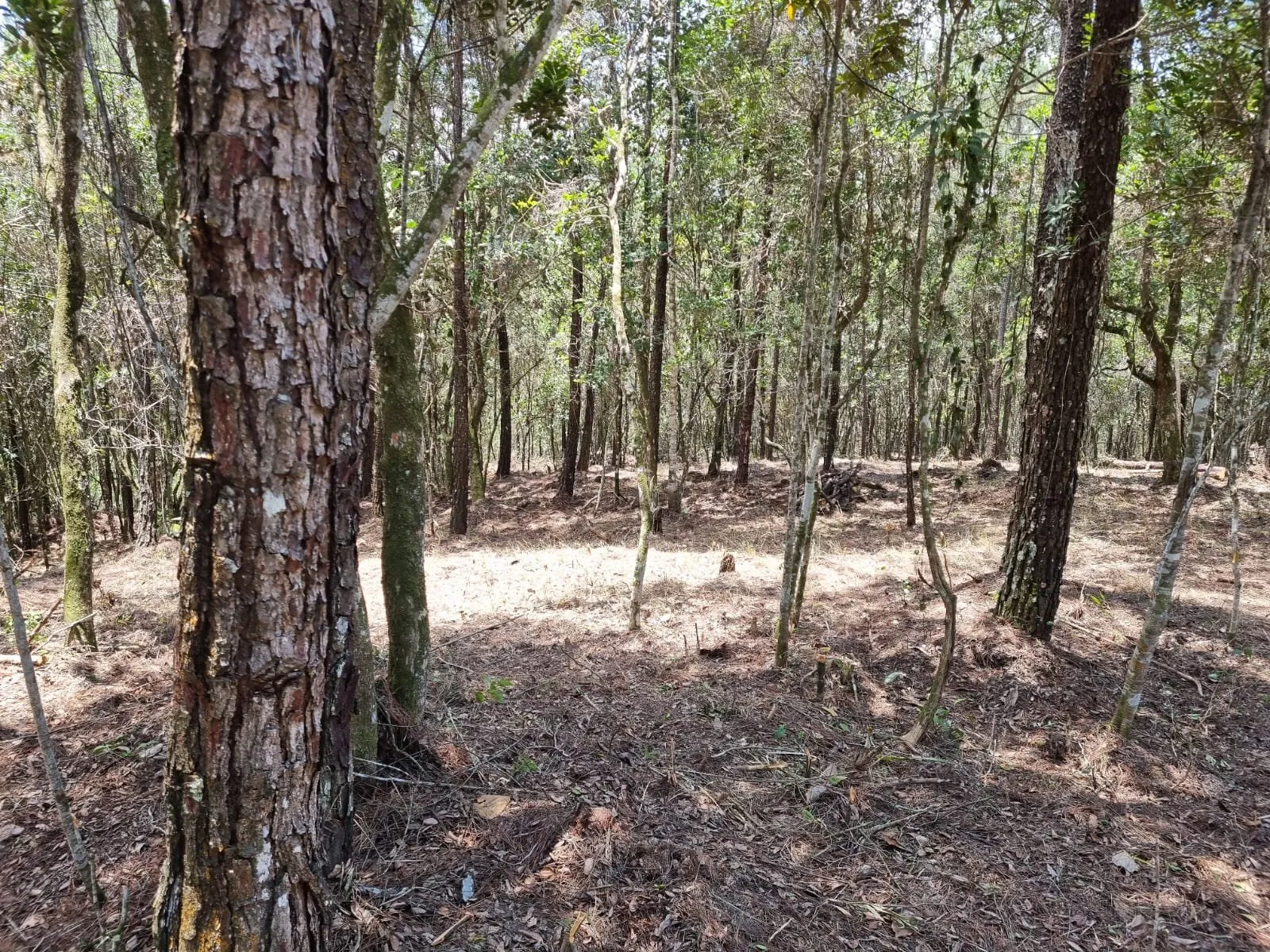 Opportunité Exceptionnelle d'Investissement dans un Terrain à Jarabacoa, photo 12