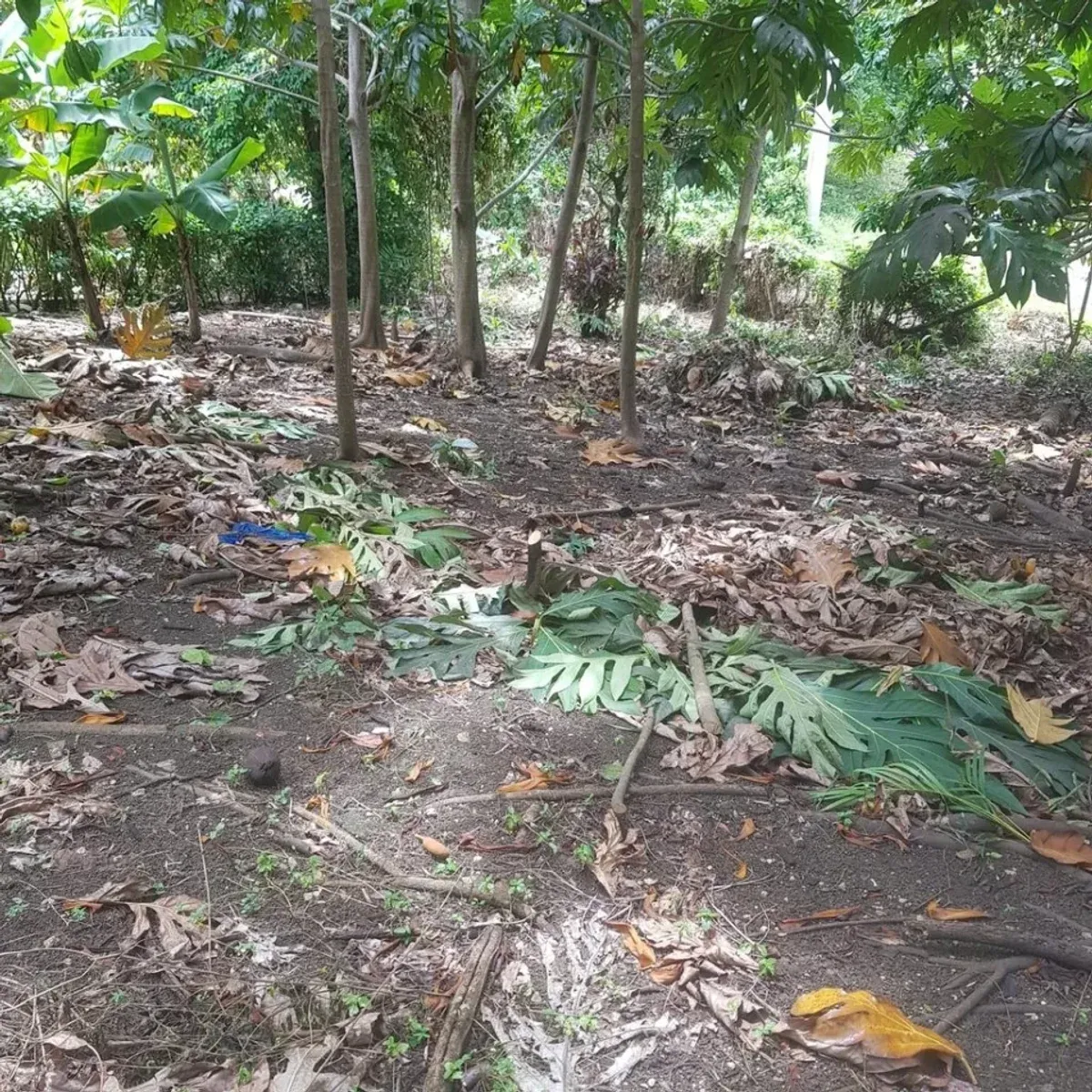 Land in Cabrera, El Bretón, 3800 m², photo 2
