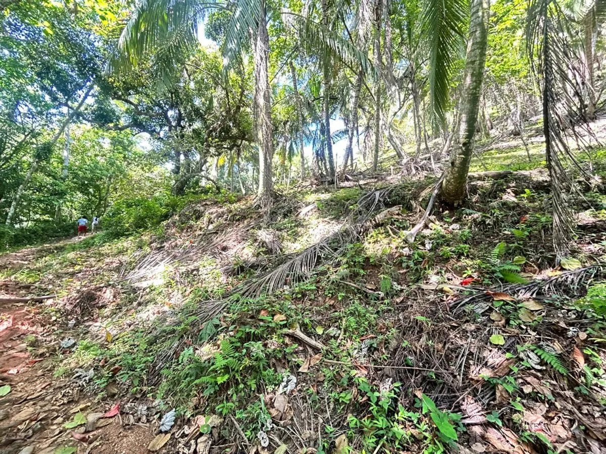 Terrain à Samaná, Santa Bárbara, photo 7