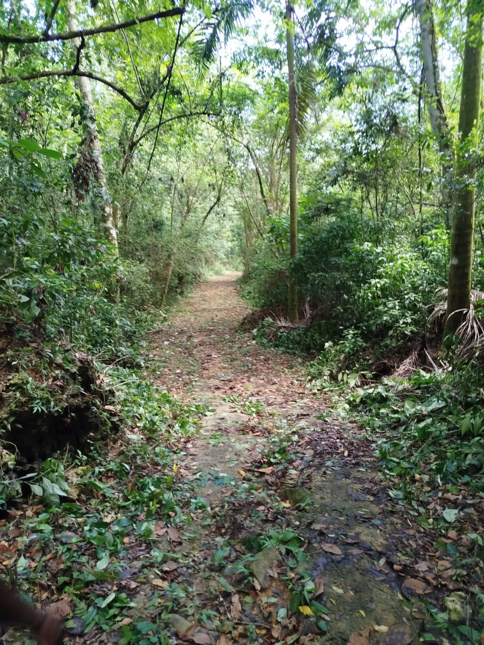 TERRENO EN VENTA EN LAS TERRENAS SAMANÁ, photo 4