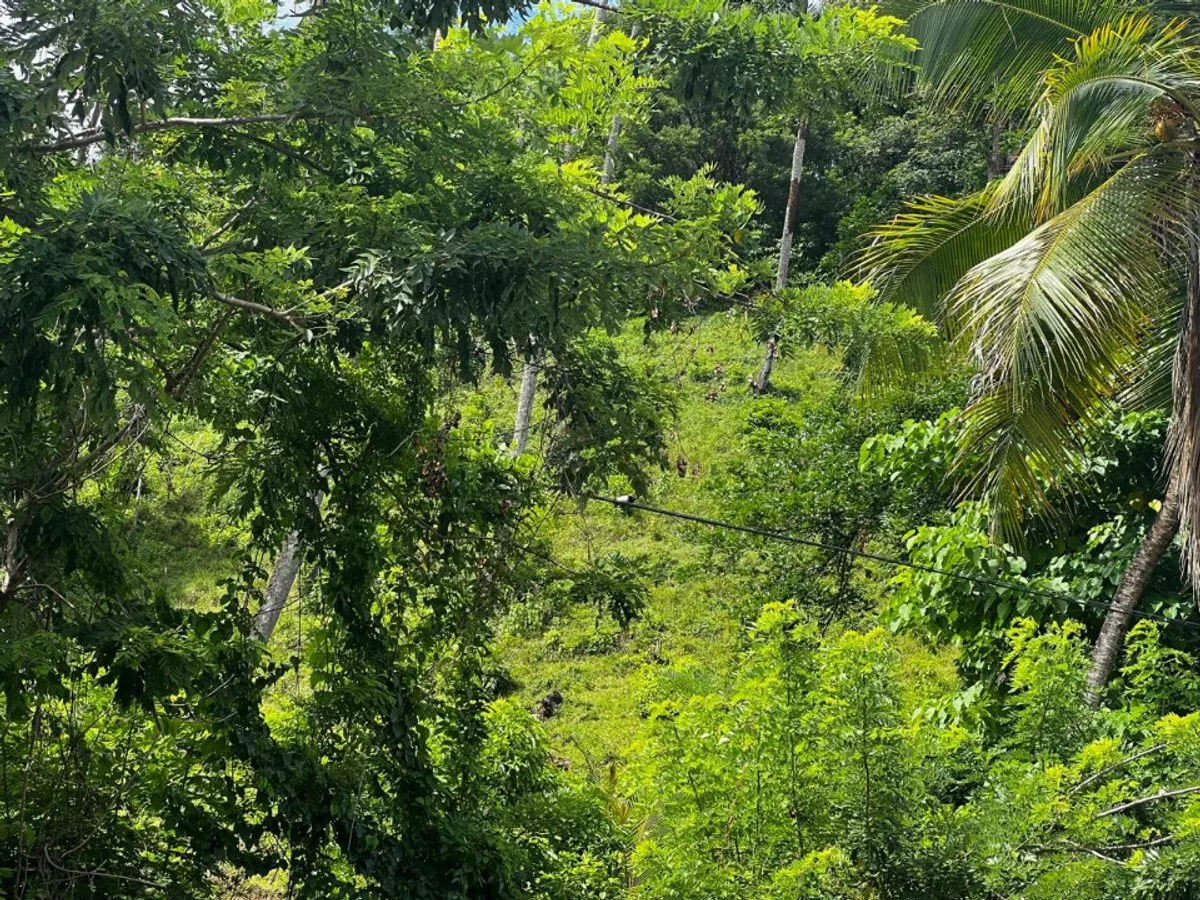 Grundstück in Samaná, Sektor Honduras, Foto 6