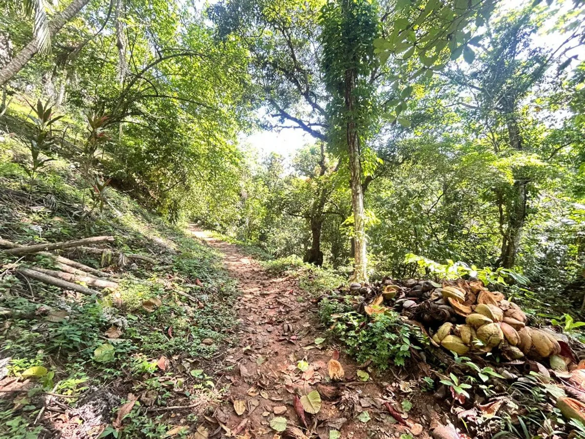 Terrain à Samaná, Santa Bárbara, photo 6