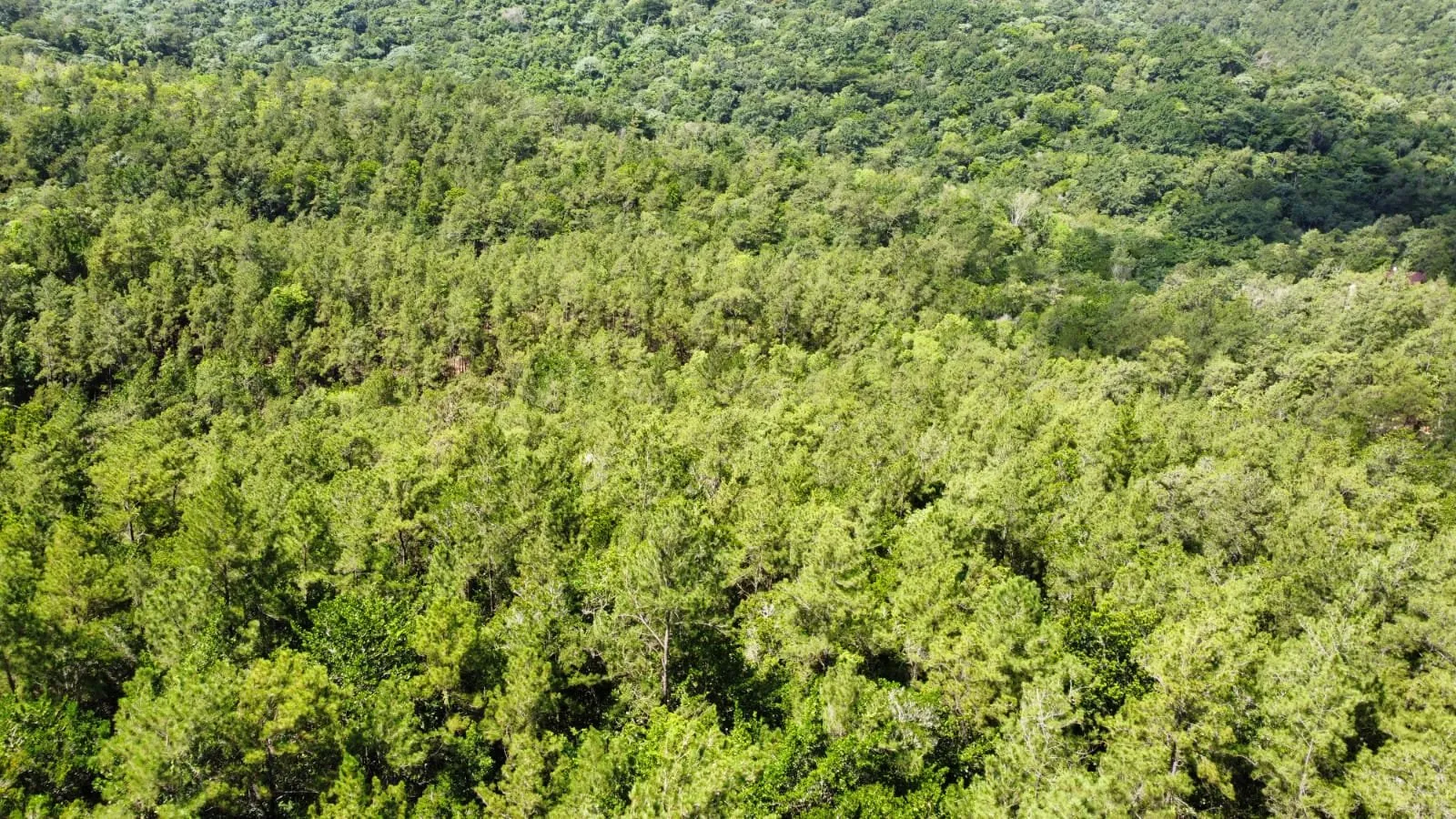 Opportunité Exceptionnelle d'Investissement dans un Terrain à Jarabacoa, photo 6
