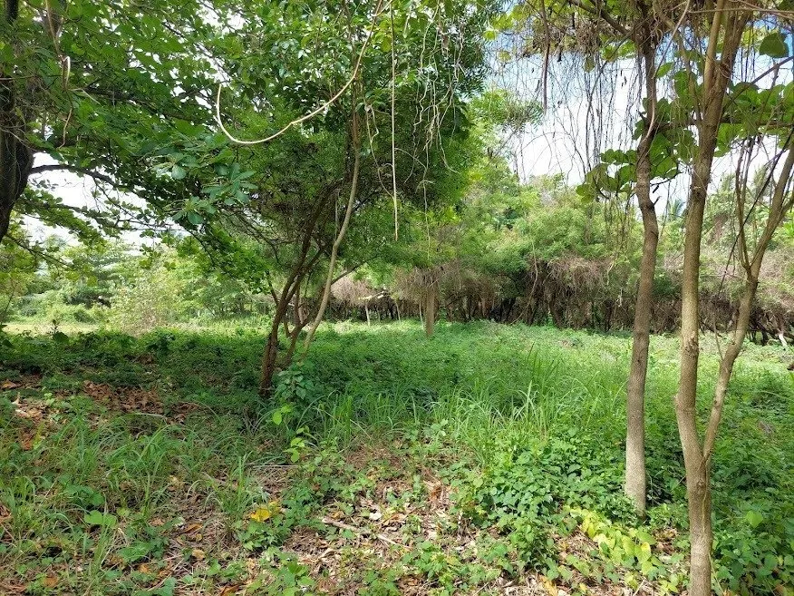 NUOVA OFFERTA – TERRENO FRONTE MARE – CABARETE, foto 4