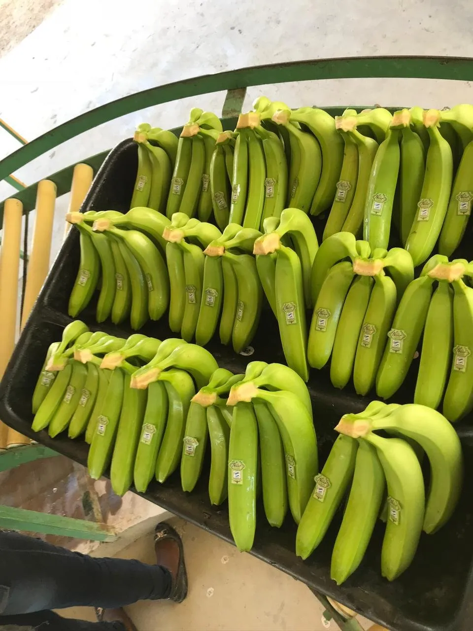 BANANA PLANTATION LAND IN PRODUCTION, main photo