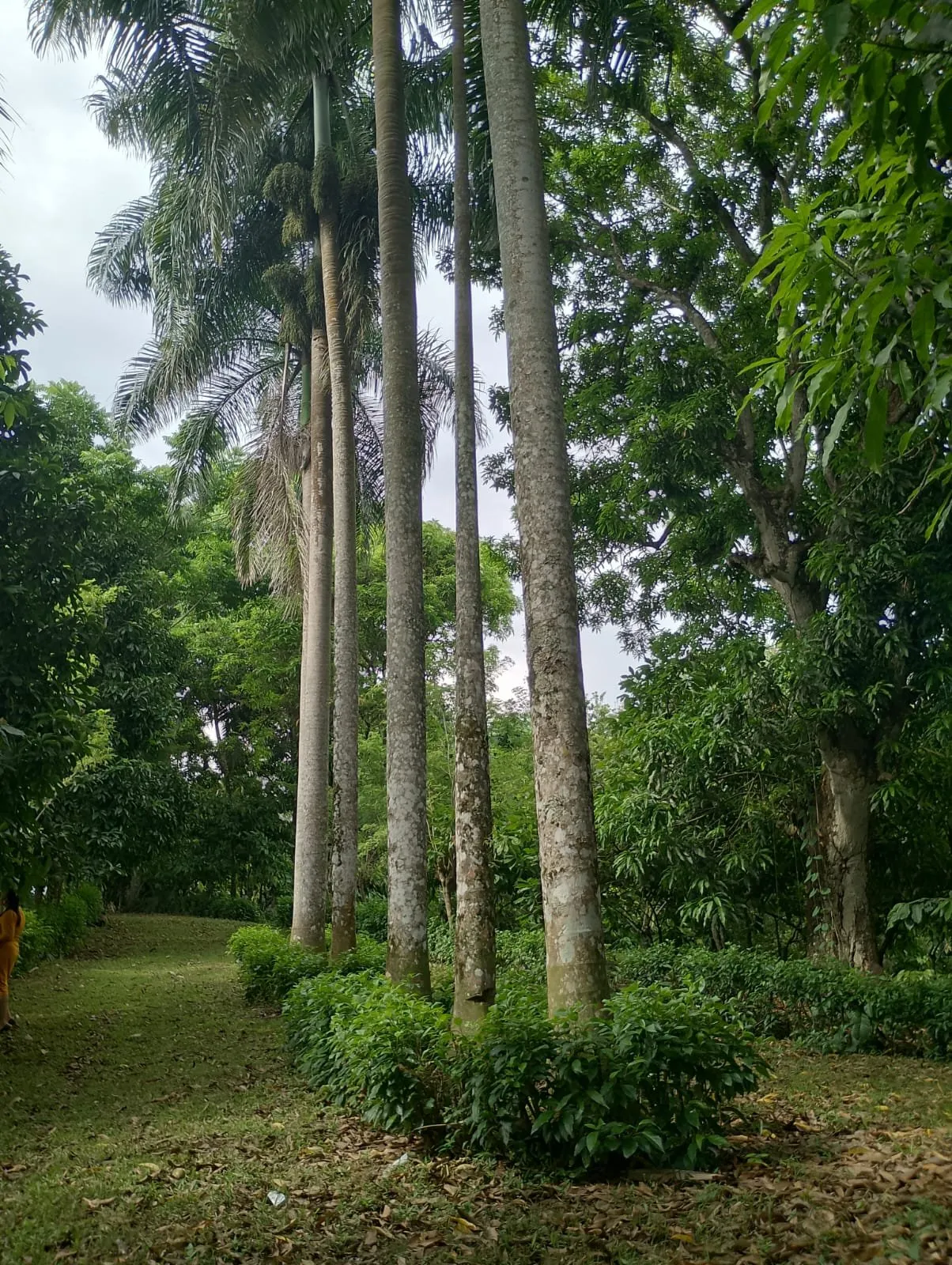 Farm for sale in Villa Altagracia, photo 4