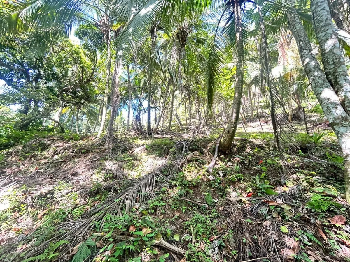 Terrain à Samaná, Santa Bárbara, photo 3