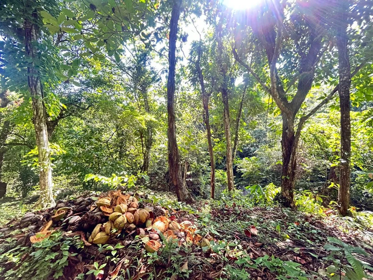 Terrain à Samaná, Santa Bárbara, photo 4